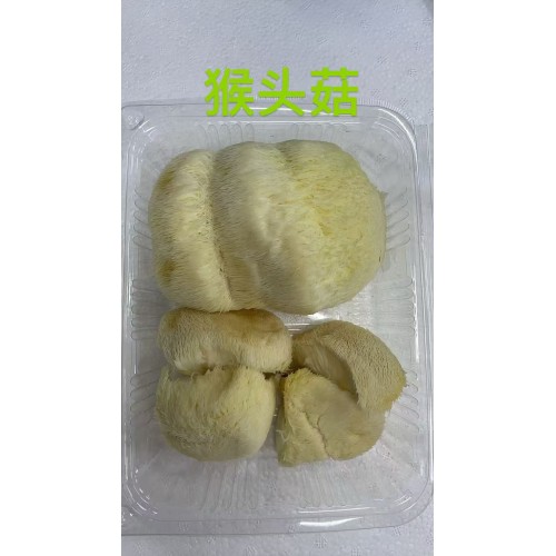 猴頭菇